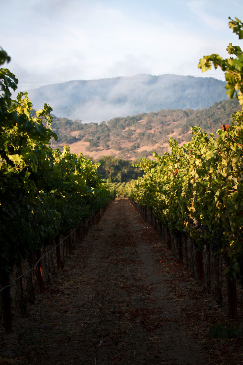 Rock and Vine Scenery from the vineyard